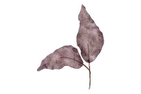 Download Watercolor Leaf Foliage Paint Element - Leaf foliage Collection